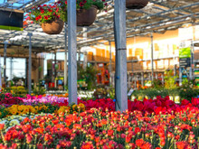 Rows Of Red Colorful Flowers And Plants For Sale At A Garden Nursery Center And Green House.