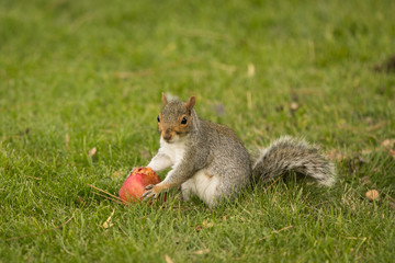 squirrel eating apple