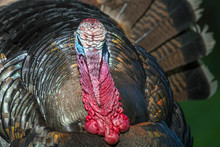 Male Wild Turkey Strutting And Displaying Colorful Head And Feathers Courting Females