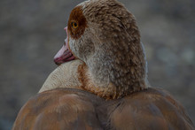 Egyptian Goose Looking All Sexy 