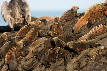 Marine iguana from Galapagos islands, Ecuador