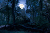 Fototapeta Na ścianę - At night at full moon in the forest. There are fallen tree trunks in this natural forest and are romantically illuminated by the moonlight.