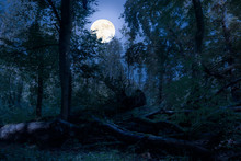 At Night At Full Moon In The Forest. There Are Fallen Tree Trunks In This Natural Forest And Are Romantically Illuminated By The Moonlight.