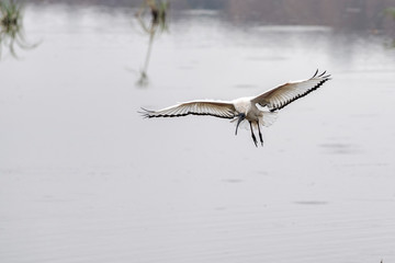 Sticker - Sacred ibis bird flying in kruger park