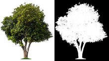 Isolated Single Tree With Clipping Path And Alpha Channel On A White Background. Big Tree Large Image Is Easy To Use And Suitable For All Types Of Art Work And Print.