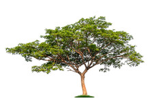 Isolated Single Tree With Clipping Path  On A White Background. Big Tree Large Image Is Suitable For All Types Of Art Work And Print.