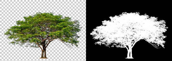isolated single tree with clipping path and alpha channel on a transparent picture background. big t