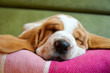 basset hound puppy sleeping