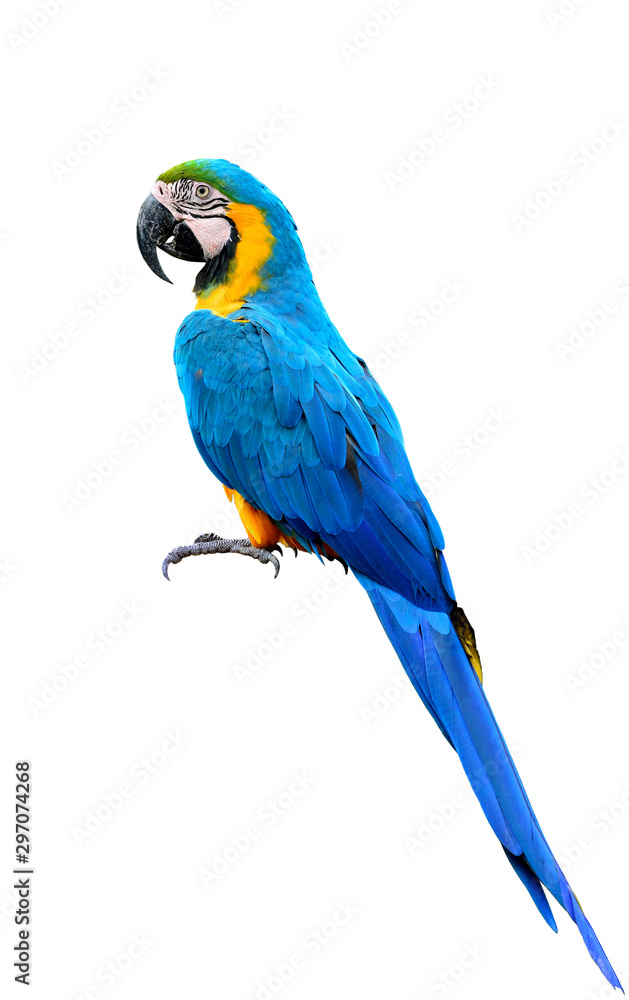 full body of blue-and-yellow or blue-and-gold macaw beautiful parrot isolated on white background - obrazy, fototapety, plakaty 