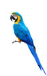 full body of blue-and-yellow or blue-and-gold macaw beautiful parrot isolated on white background