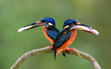 Fototapeta Zwierzęta - Pair parents of Blue-eared kingfisher, lovely vivid blue birds with bright brown belly carrying fresh fish in their mouth to feed baby chicks in nest hole, beautiful nature