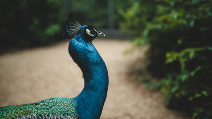 peacock from the side, standing in the nature, nature background