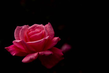Beautiful Pink Rose In Black Backdrop. 