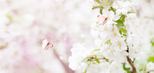 Nature Panorama Background. Spring Banner Of Branches With Blossoming Apple Tree And Pink Butterflies. White Apple Flowers, Romantic Spring Backdrop