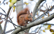 Squirrel Animal Eating Walnut In A Tree