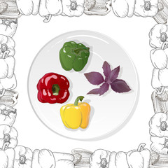 Closeup view pepper on white background, raw food ingredient concept. Hand made vector illustration