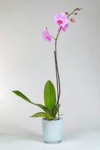 Pink Orchid In Decorative Pot Isolated On White Background.