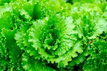 Wall Mural - Lettuce salad leaf background. Fresh batavia salad. Top view whole lettuce leaf growth on organic farm ground bed. Young green lettuce crop in garden soil for spring leaf salad. Raw vegetarian lettuce