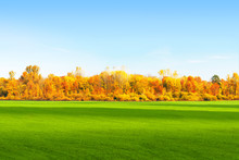 Bright Autumn Landscape With Sprouts Of Winter Crops. Beautiful Countryside View. Fresh Green Rural Meadows, Forest Edges, Blue Sky. Scenery View