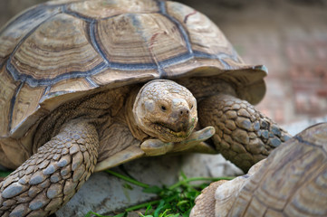 Desert tortoise also known as desert turtles, are two species of tortoise