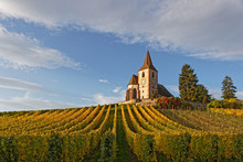 Fortified Church Of The Alsatian Village Of Hunawihr, Surrounded By Vineyards, With Beautiful Yellow Autumn Colours