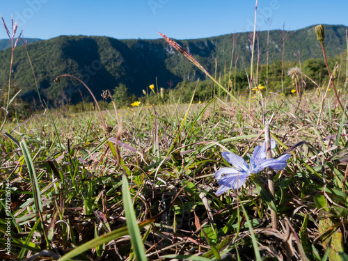 blue chicory flowers growing on the alpine meadow