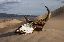 Bull Skull In The Sand Desert At Sunset. Death Concept.
