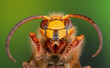 canvas print picture - Männchen einer Hornisse Drohne mit langen Fühlern, männliche Hornisse, Drohne der Vespa crabro, Wespenportrait, lange Fühler einer Hornissendrohne 