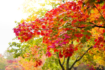 Wall Mural - Maple tree have a leaf change color on the tree , colorful maple trees , Red autumn leaves season in autumn park , Japan autumn season.