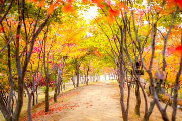 Wall Mural - Autumn tree ,maple tree with colorful autumn leaves, red orange yellow green maple leaves along pathway near the pond in Japanese garden,Japan