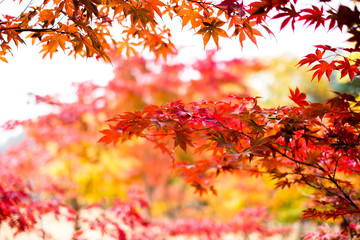 Wall Mural - Red Autumn maple tree leaves in soft blur focus background,isolated sky with colorful maple trees, in fall season in park or garden, Japan 