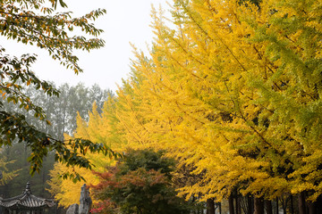 Wall Mural - row of green and yellow colorful ginkgo biloba tree in autumn leaves