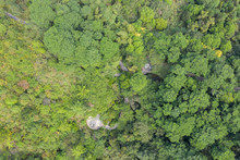 Subtropical Forest Park Woods Aerial View
