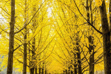 Wall Mural - Row of yellow ginkgo biloba tree (Maidenhair Tree), Leaves of the ginkgo biloba (maidenhair tree) turn to golden in   autumn season at Nami Island, Korea
