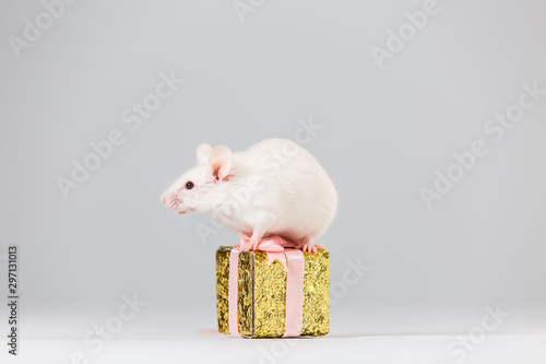The Mouse Is A Symbol Of The New Year 2020 A White Mouse Sits On