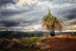 © RooM The Agency - Australian grass tree against cloudy sky