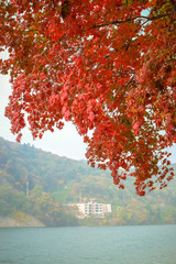 Wall Mural - Autumn landscape and blurred view of the lake, park in autumn season orange maple tree branch bright colors with lake background.