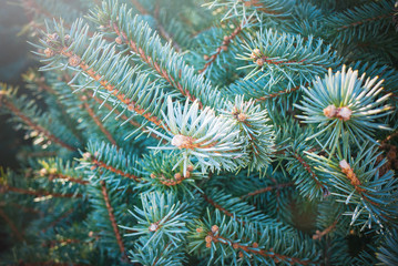 Christmas tree branches background