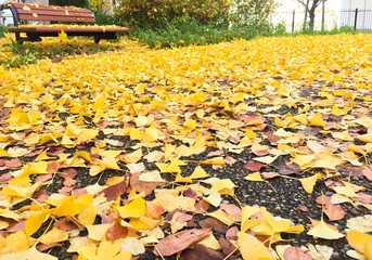 Wall Mural - Many Yellow Ginko leaf on the floor in foreground, focus on ginko leave on asphalt road background.