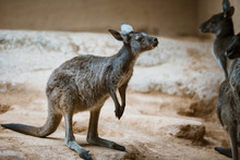 Funny Adult Gray Kangaroo Stands On Its Hind Legs On A Yellow Stone In Cloudy Weather In Winter