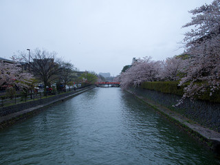 Wall Mural - 京都_蹴上インクライン_桜