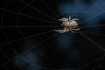 Wall Mural - spider on a web