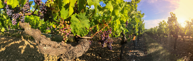 Vigne et raisin dans un vignoble en France