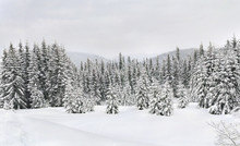 Winter Landscape Of Mountains With Path With Footprints In Snow Following In Fir Forest And Glade. Carpathian Mountains