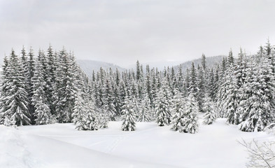 Wall Mural - winter landscape of mountains with path with footprints in snow following in fir forest and glade. c