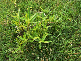 Grass in the garden