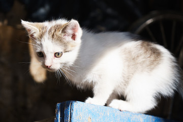 Adorable cute white little kitten playing outdoors on a sunny day. 