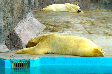 A two large fluffy polar bears basks in the sun and sleeps in a zoo.