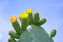 Opuntia Cactus With Yellow And Orange Flowers On Blue Sky Background