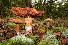 Two Brown Toadstools On A Forest Floor